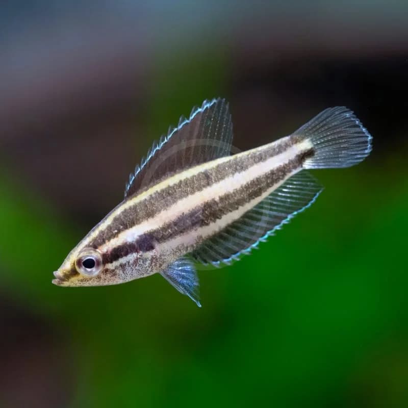 Licorice Gourami, a community leaning 1.6 inch aquarium species for 10+ gallon tanks