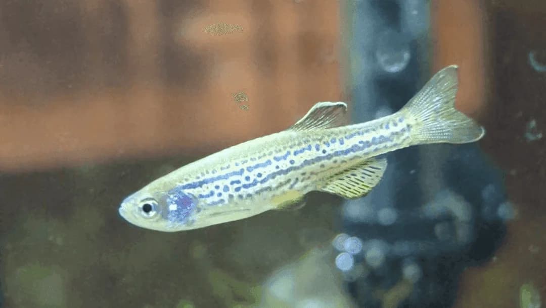 Long Fin Gold Danio, a community leaning 2.3 inch aquarium species for 20+ gallon tanks