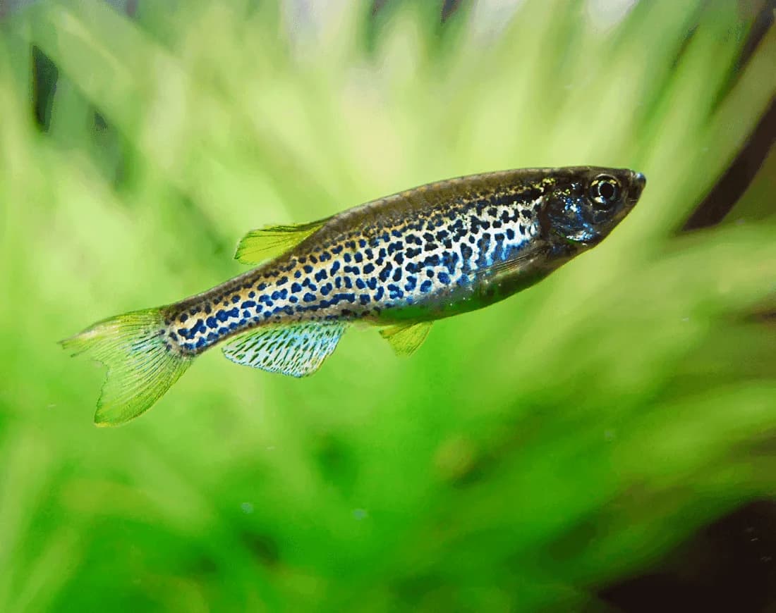 Long Fin Leopard Danio, a community leaning 2.3 inch aquarium species for 20+ gallon tanks