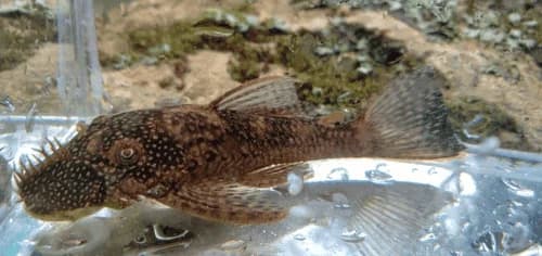 Longfin Albino Ancistrus Catfish, a community leaning 5 inch aquarium species for 30+ gallon tanks