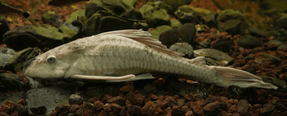 Longfin Albino Bushynose Catfish, a community leaning 5 inch aquarium species for 30+ gallon tanks