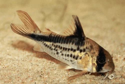 Loxozonus Cory Catfish, a community leaning 2.5 inch aquarium species for 20+ gallon tanks