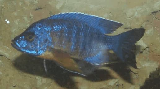 Lwanda Peacock Cichlid, a flashy 5 inch aquarium species for 55+ gallon tanks