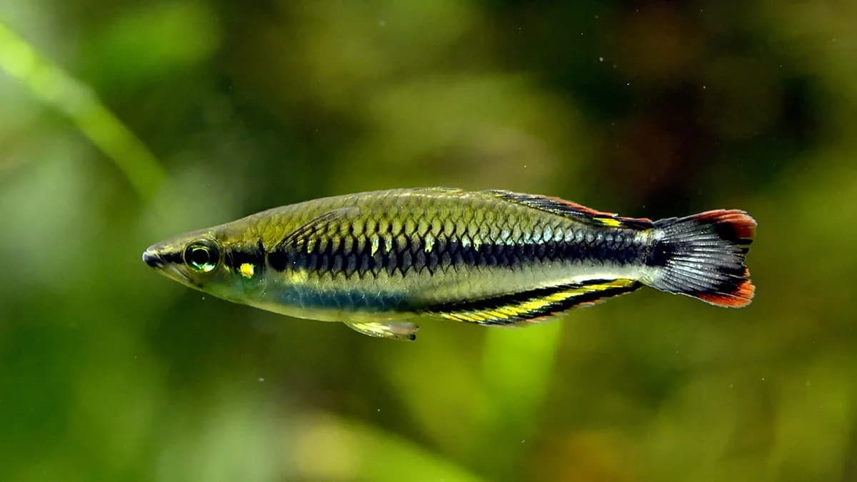 Madagascar Rainbowfish