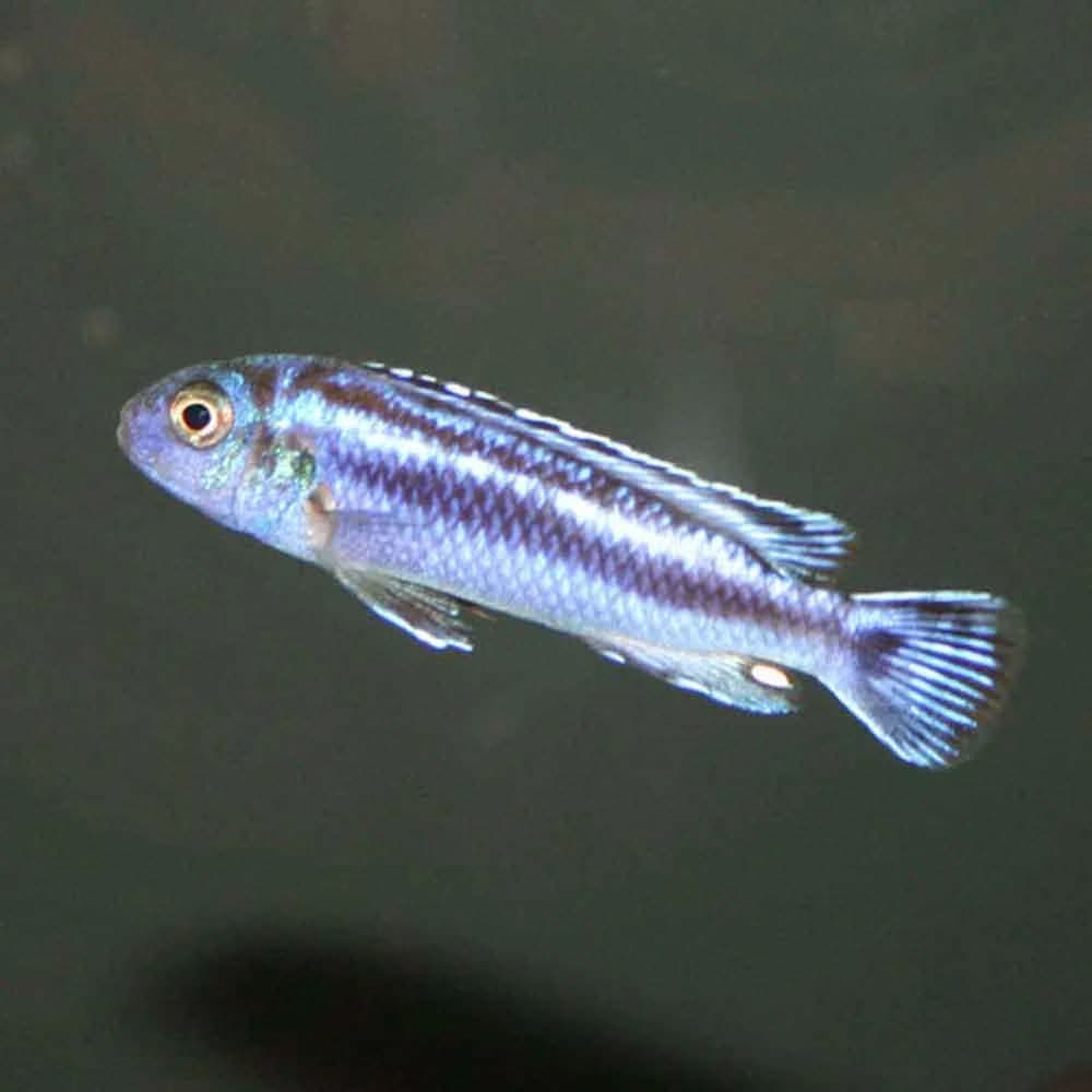 Maingano Cichlid, a territorial 4 inch aquarium species for 55+ gallon tanks