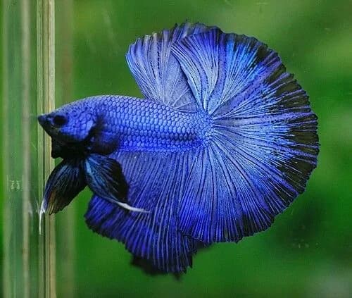 Male Betta, a flashy 3 inch aquarium species for 5+ gallon tanks