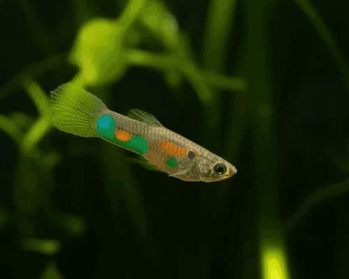 Male Guppy, a flashy 2 inch aquarium species for 10+ gallon tanks