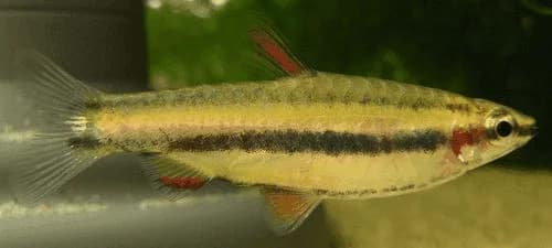 Marginatus Pencilfish, a community leaning 1.2 inch aquarium species for 10+ gallon tanks