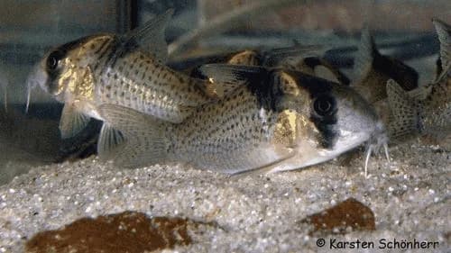 Melanistius Cory Catfish, a community leaning 2.5 inch aquarium species for 20+ gallon tanks