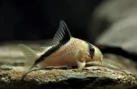 Melini Cory Catfish, a community leaning 2 inch aquarium species for 20+ gallon tanks