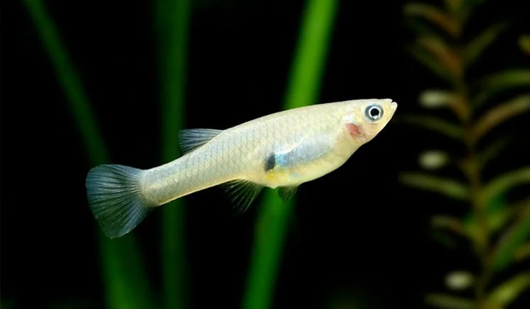 Mosquito Fish, a community leaning 2.5 inch aquarium species for 20+ gallon tanks