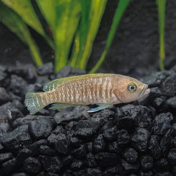 Multifasciatus Shell Dweller, a community leaning 1.8 inch aquarium species for 20+ gallon tanks