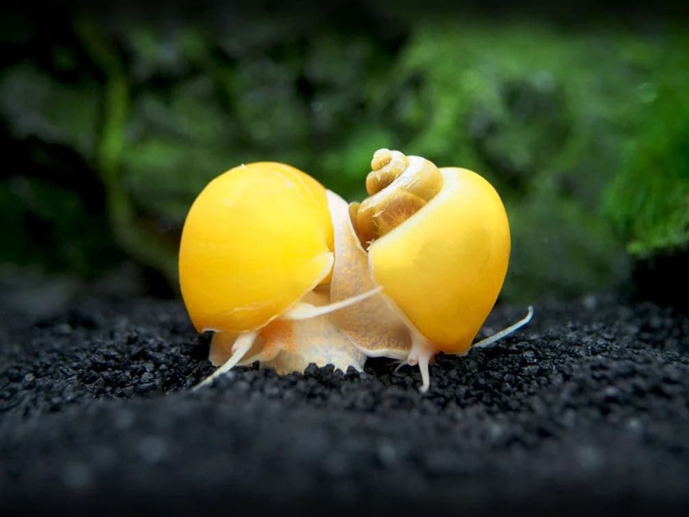 Mystery Snail, a community leaning 2 inch aquarium species for 5+ gallon tanks