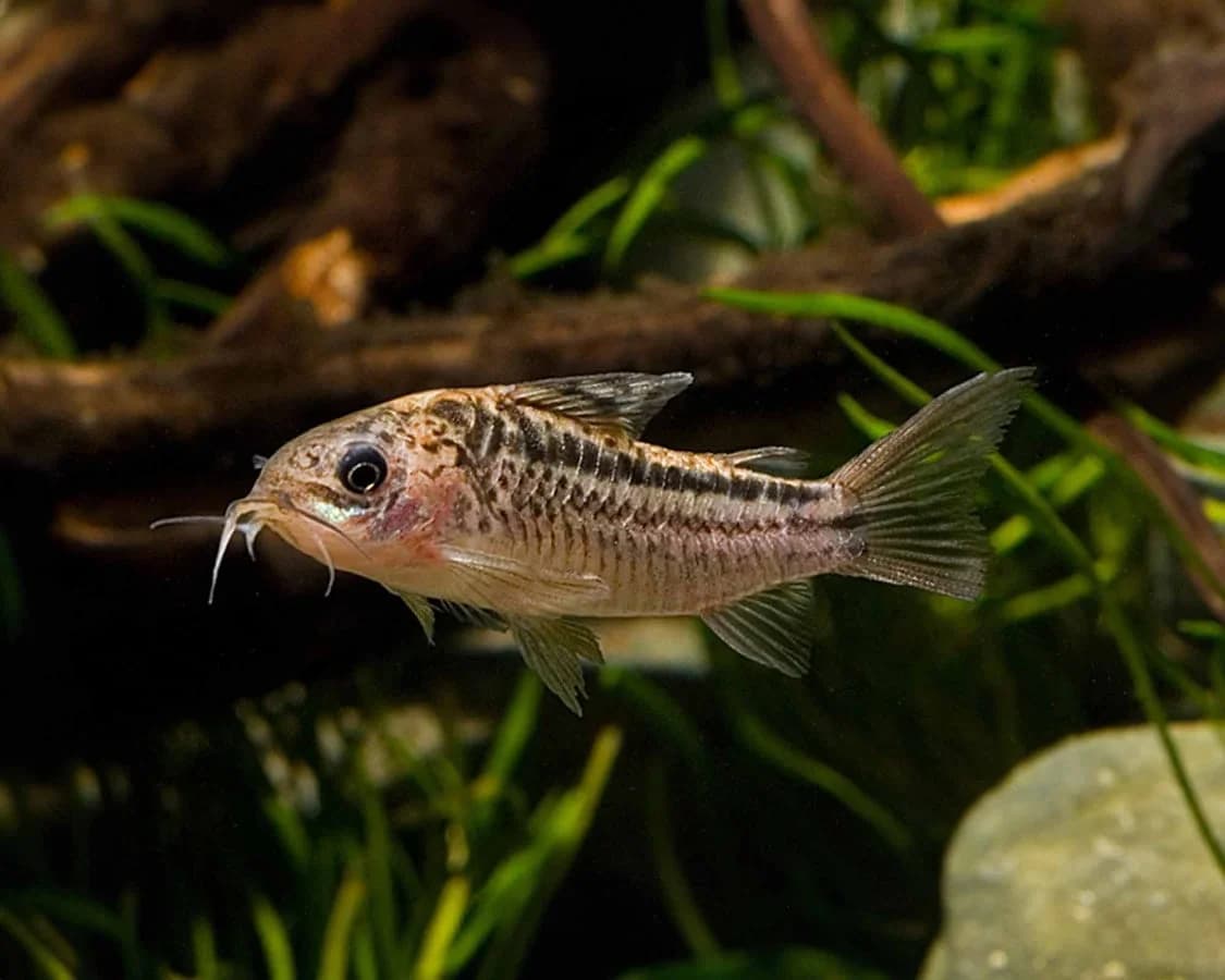 Napo Cory Catfish, a community leaning 2 inch aquarium species for 20+ gallon tanks