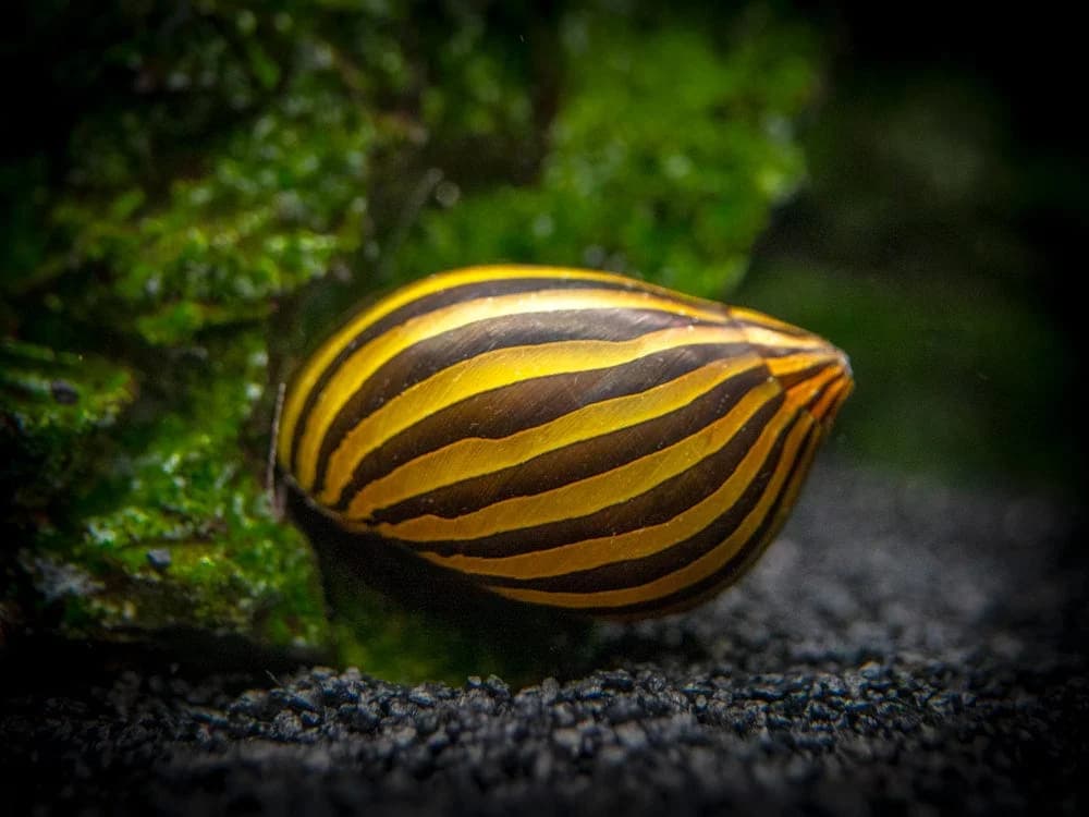Nerite Snail, a community leaning 1 inch aquarium species for 5+ gallon tanks