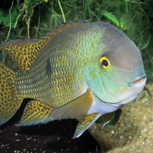 Nicaraguan Cichlid, a community leaning 10 inch aquarium species for 75+ gallon tanks