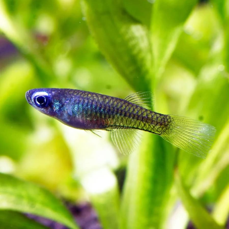 Norman's Lampeye, a community leaning 1.6 inch aquarium species for 15+ gallon tanks