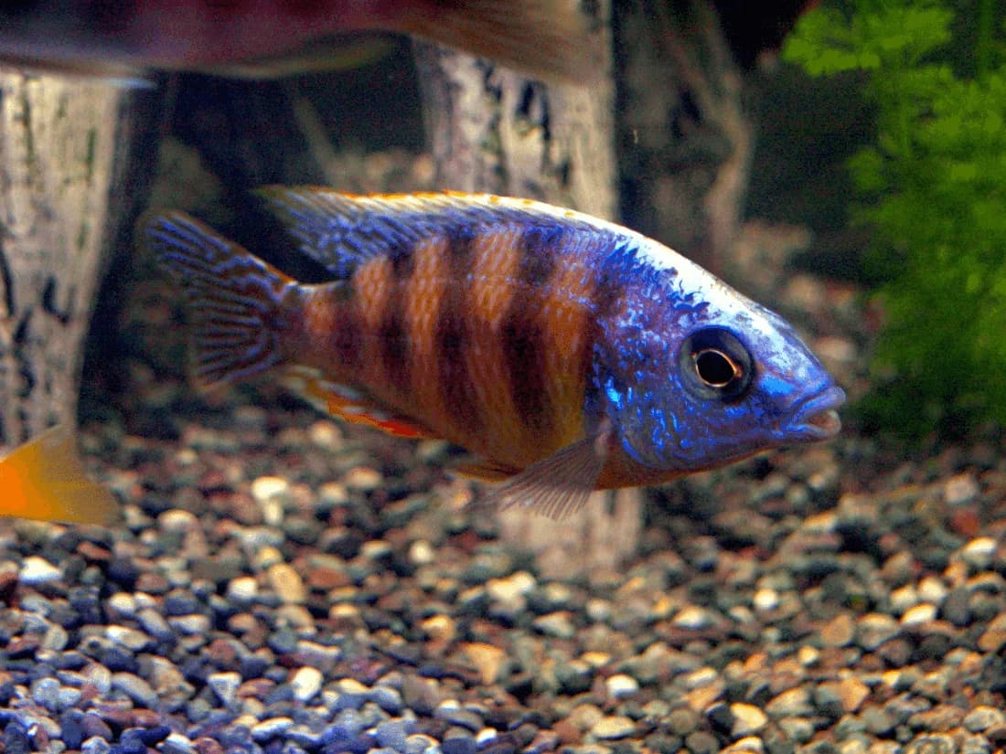 OB Peacock Cichlid, a flashy 5 inch aquarium species for 55+ gallon tanks