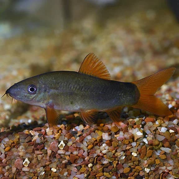 Orange Finned Loach