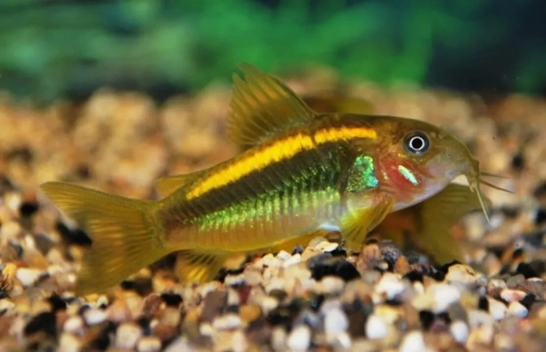 Orange Laser Cory Catfish, a community leaning 2.5 inch aquarium species for 20+ gallon tanks