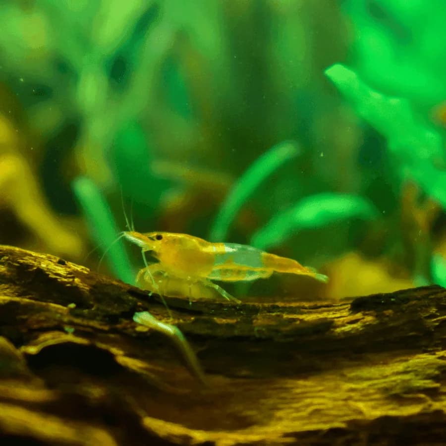 Orange Sunkist Shrimp, a community leaning 1.2 inch aquarium species for 10+ gallon tanks