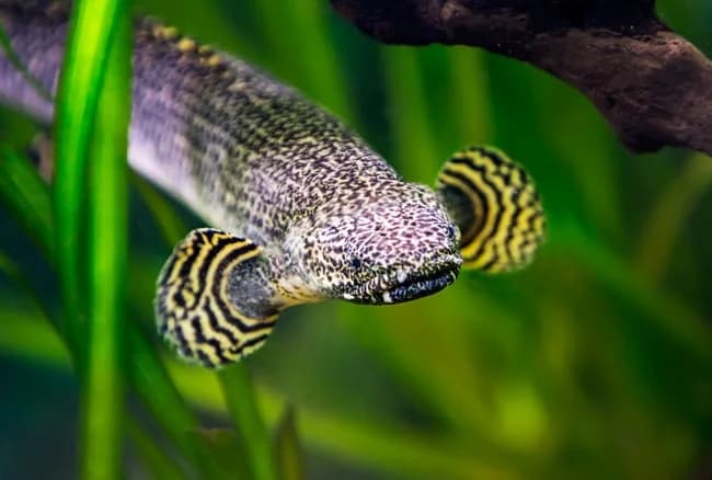 Ornate Bichir, a high energy 24 inch aquarium species for 180+ gallon tanks