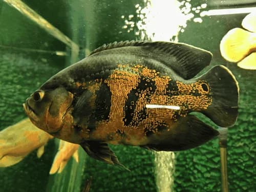 Oscar Cichlid, a territorial 14 inch aquarium species for 75+ gallon tanks