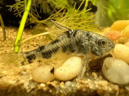 Paleatus Cory Catfish, a community leaning 3 inch aquarium species for 20+ gallon tanks