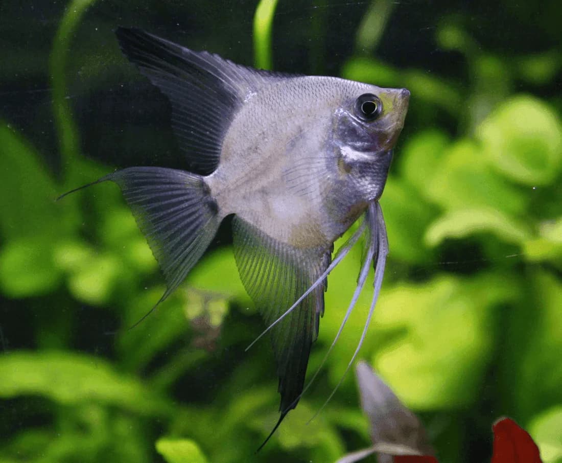 Panda Angelfish, a flashy 6 inch aquarium species for 30+ gallon tanks