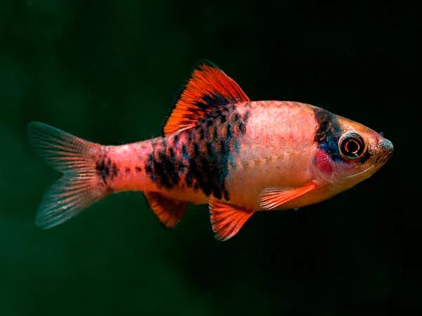 Panda Barb, a community leaning 2 inch aquarium species for 20+ gallon tanks