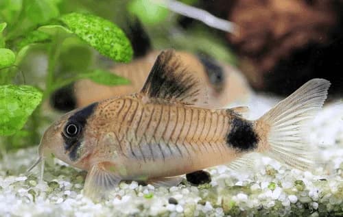 Panda Cory Catfish, a community leaning 2 inch aquarium species for 20+ gallon tanks