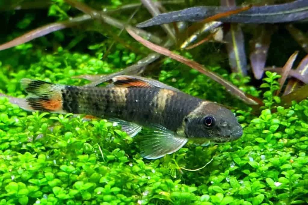Panda Garra, a flashy 3 inch aquarium species for 30+ gallon tanks