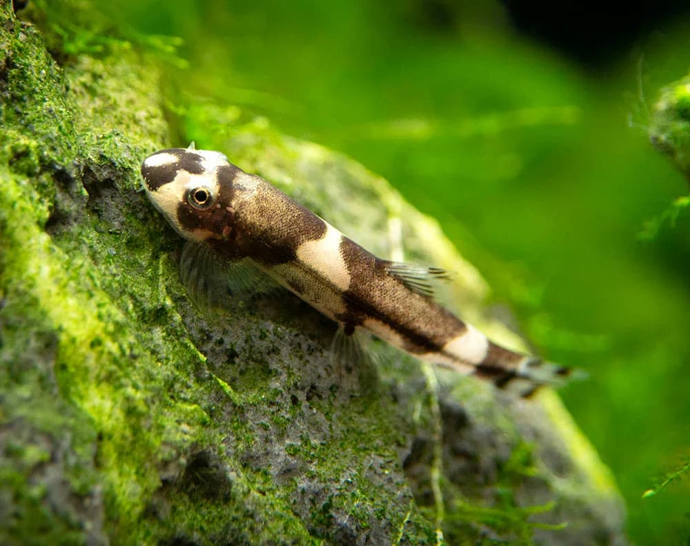 Panda Loach, a community leaning 2.5 inch aquarium species for 20+ gallon tanks