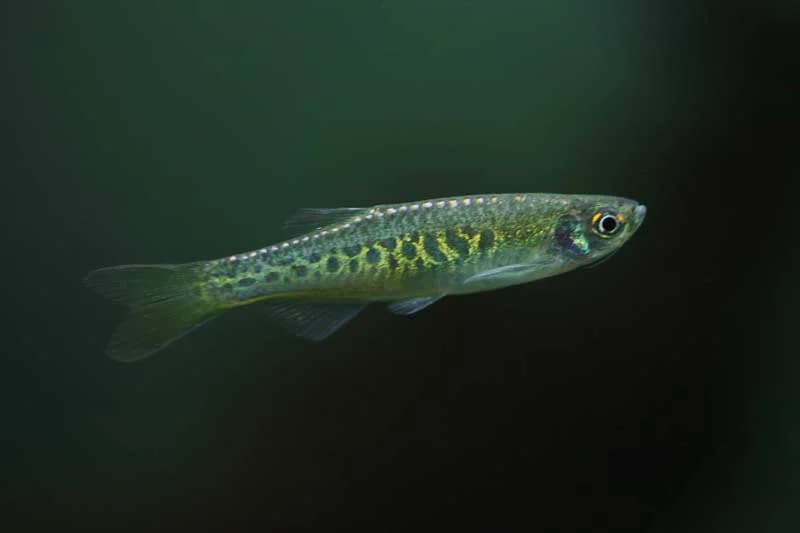 Panther Danio, a community leaning 1.2 inch aquarium species for 15+ gallon tanks