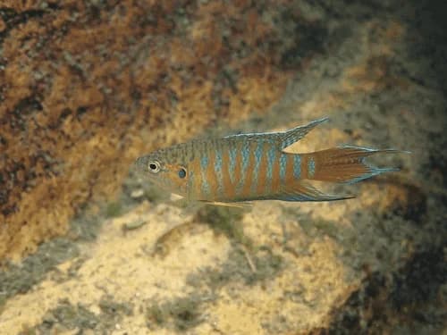 Paradise Gourami, a high energy 4 inch aquarium species for 20+ gallon tanks