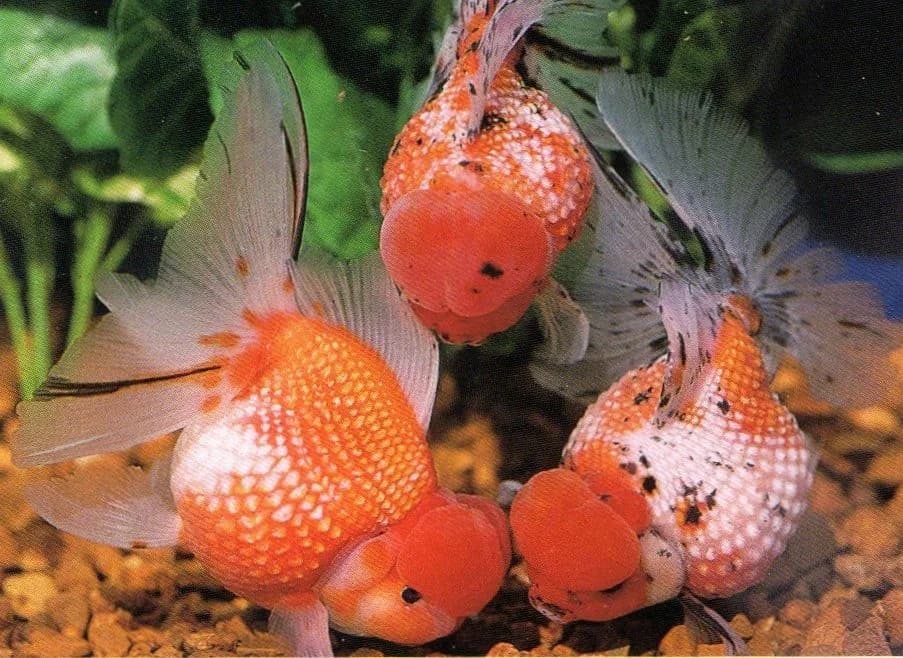 Pearlscale Oranda Goldfish, a flashy 8 inch aquarium species for 30+ gallon tanks