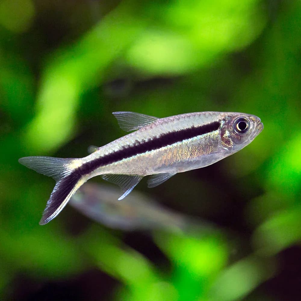 Penguin Tetra, a community leaning 2.5 inch aquarium species for 20+ gallon tanks