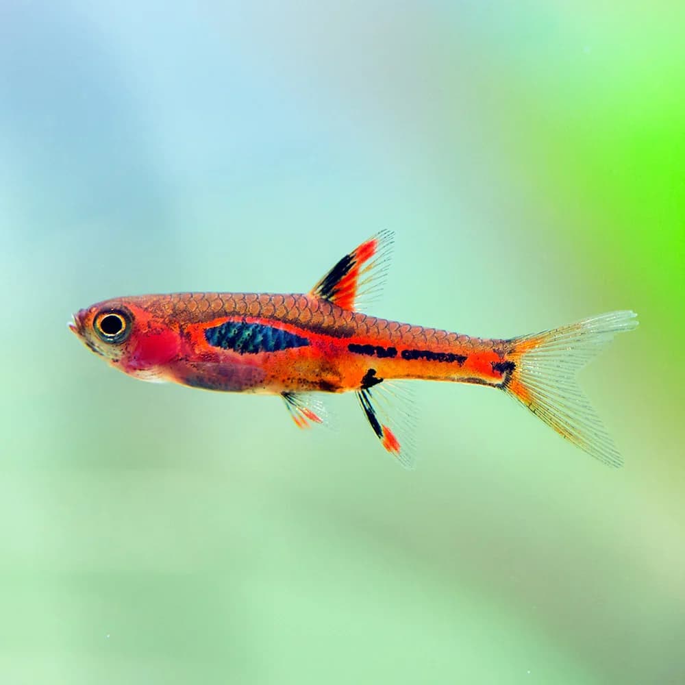Phoenix Rasbora, a flashy 0.8 inch aquarium species for 10+ gallon tanks