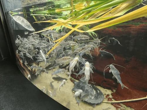 Pictus Catfish, a community leaning 5 inch aquarium species for 55+ gallon tanks