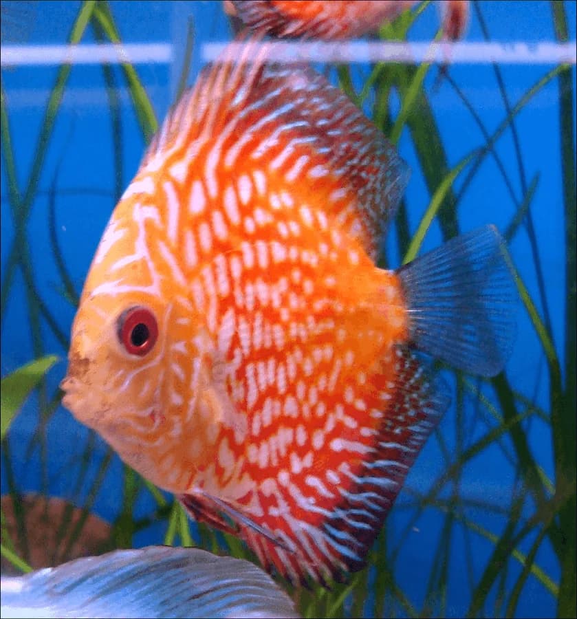 Pigeon Blood Discus