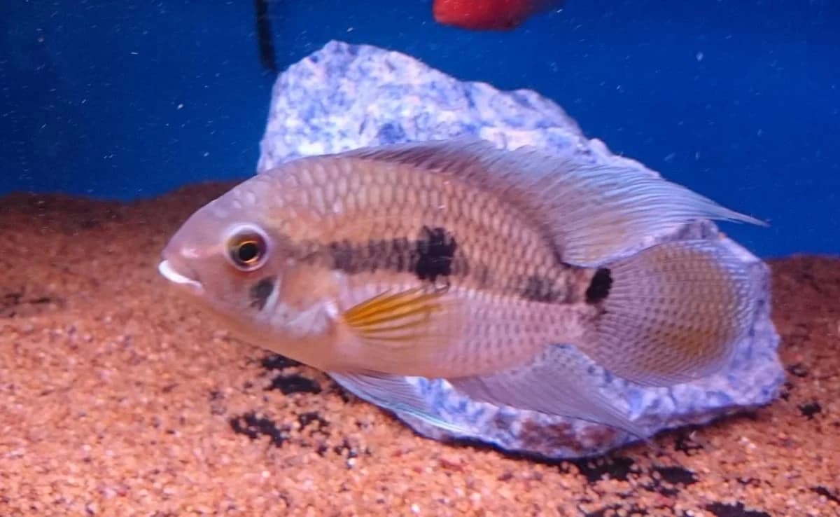 Port Acara, a community leaning 6 inch aquarium species for 40+ gallon tanks