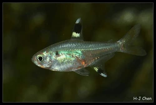 Pristella Tetra, a community leaning 1.8 inch aquarium species for 15+ gallon tanks