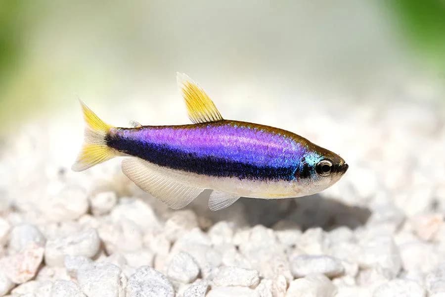 Purple Emperor Tetra, a flashy 1.5 inch aquarium species for 15+ gallon tanks