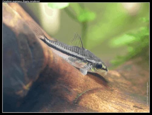 Pygmy Cory Catfish, a community leaning 1.3 inch aquarium species for 10+ gallon tanks