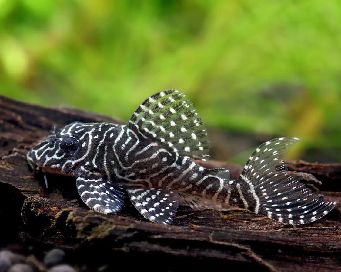 Queen Arabesque Pleco