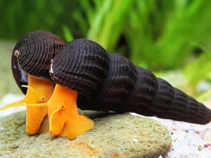 Rabbit Snail, a community leaning 3 inch aquarium species for 10+ gallon tanks