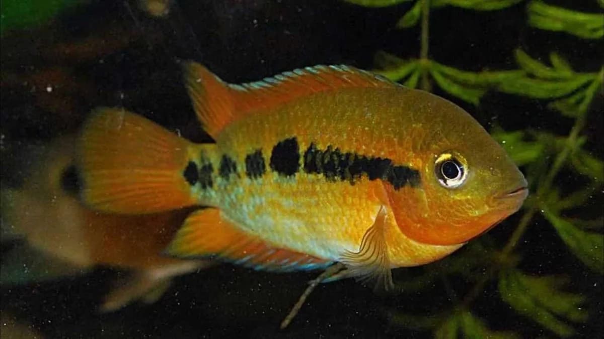 Rainbow Cichlid, a community leaning 5 inch aquarium species for 40+ gallon tanks