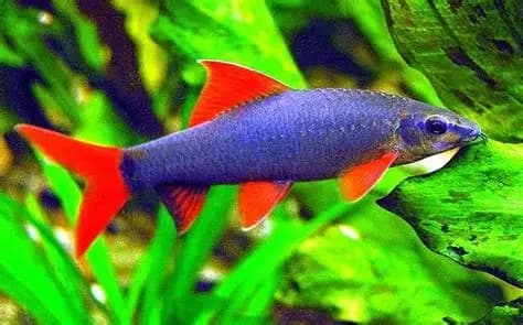 Rainbow Shark, a territorial 6 inch aquarium species for 55+ gallon tanks
