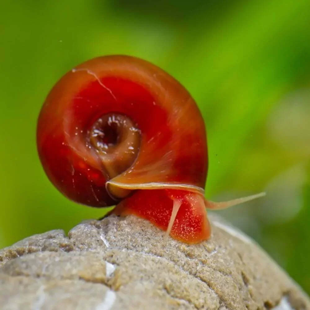 Ramshorn Snail, a community leaning 1 inch aquarium species for 5+ gallon tanks