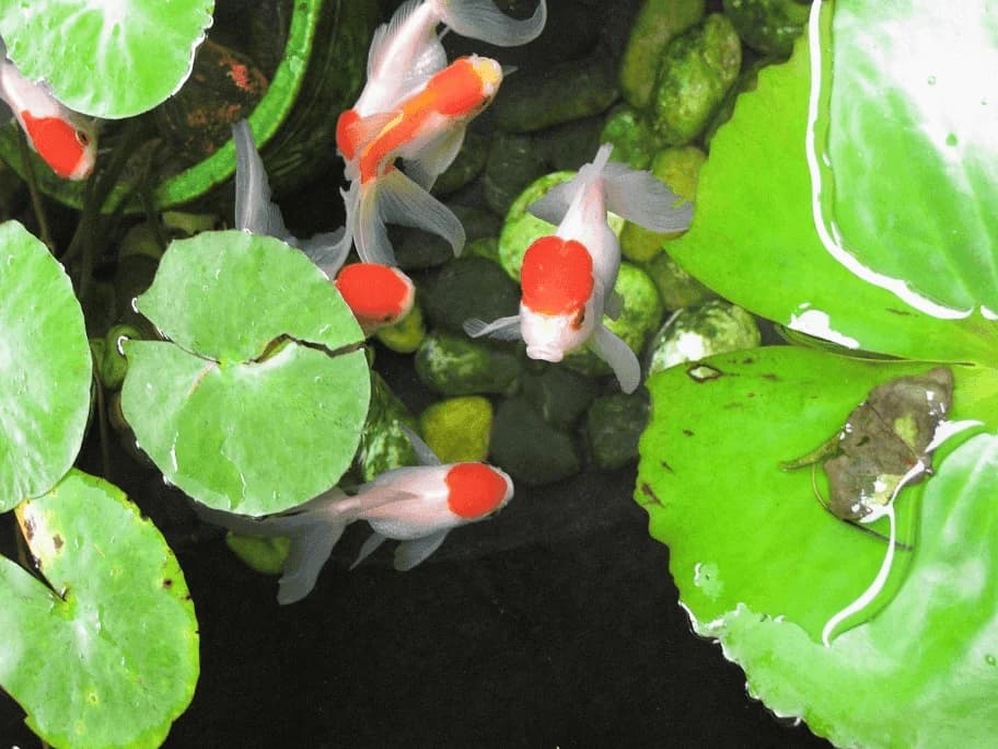 Red & Black Oranda Goldfish, a flashy 8 inch aquarium species for 30+ gallon tanks